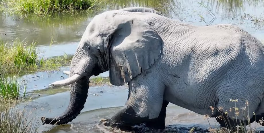 Слон, тварини