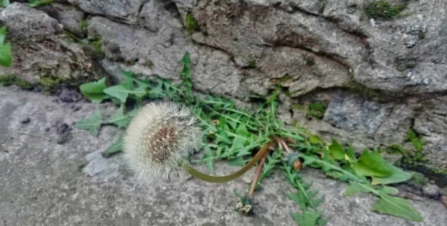 Фото:  NikopolNews