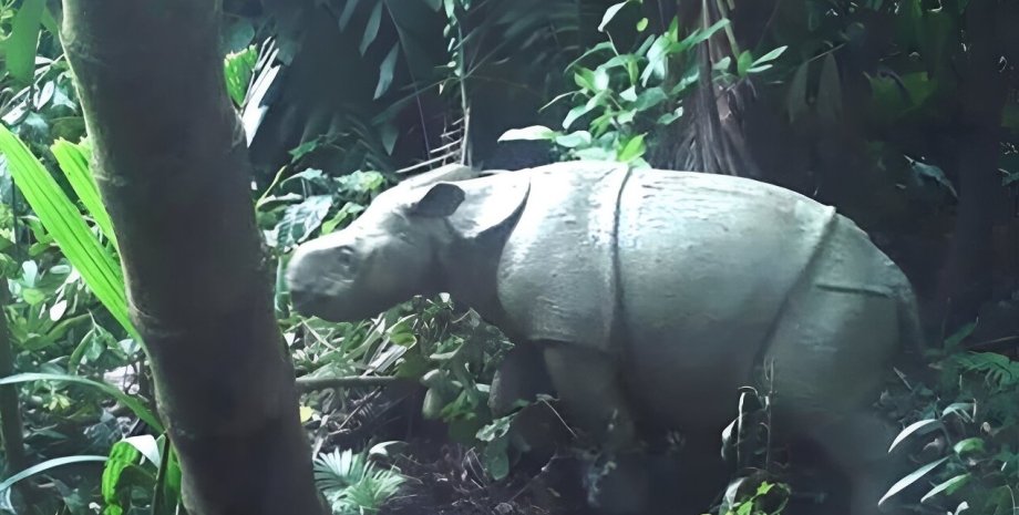 редкий носорог, яванский носорог