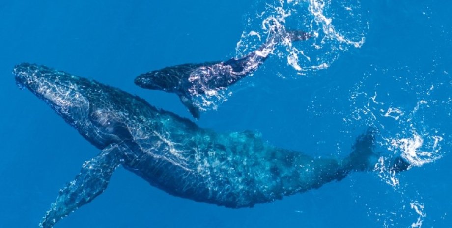 горбатые киты, кормление китов