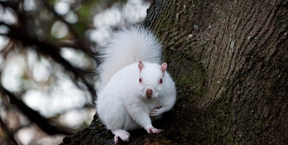 белка-альбинос