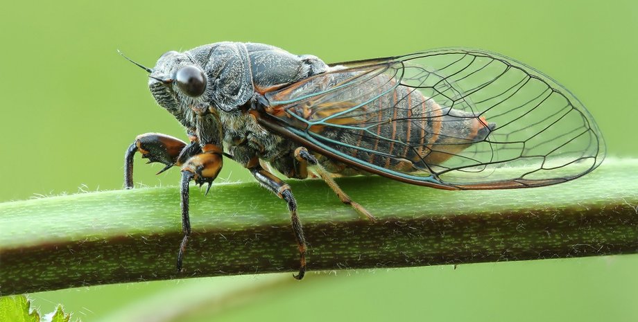 Цикада / Фото: macroclub.ru