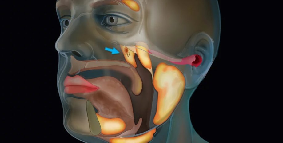 Фото: The Netherlands Cancer Institute