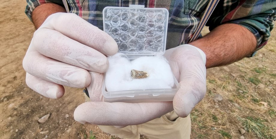 зуб, ученый, фото