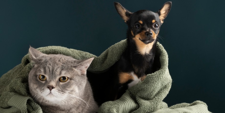 кошка и собака домашние животные