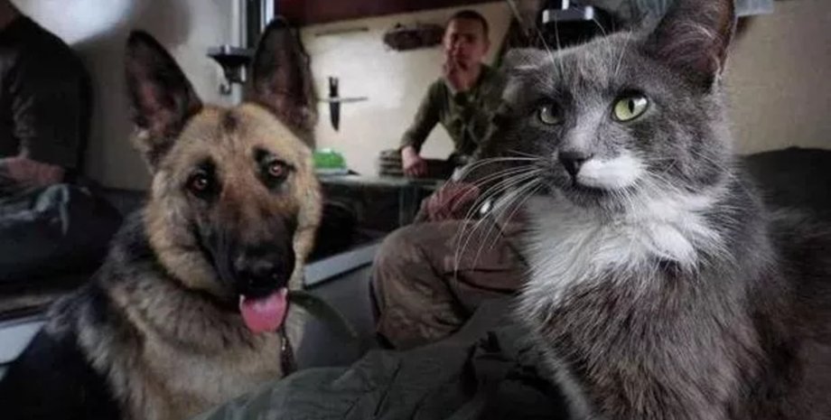 Військовий врятував кота в Україні, кіт, військовий, військовополонений, війна в Україні, врятував кота, врятував тварину, переїхав до Британії