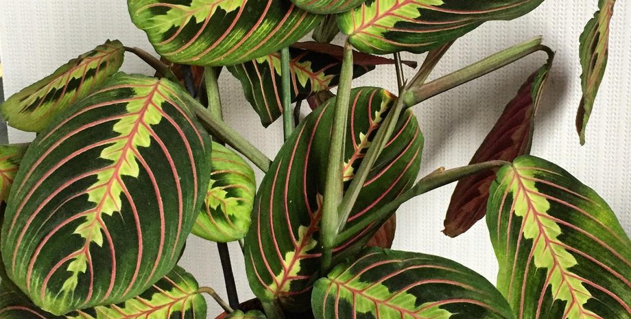 Маранта, кімнатні рослини, невибагливі кімнатні рослини