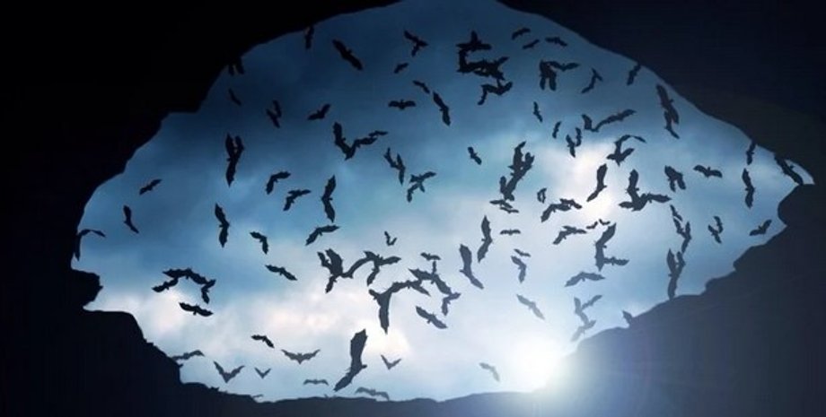 Летучие мыши