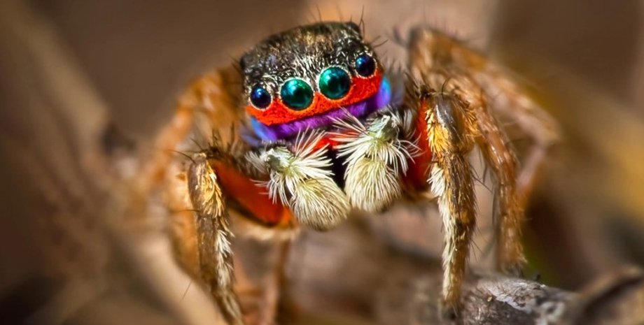 пауки, сон пауков