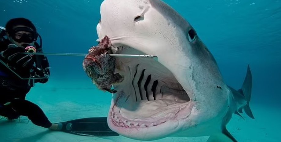 акула, тигровая акула, диета акулы, диета тигровой акулы
