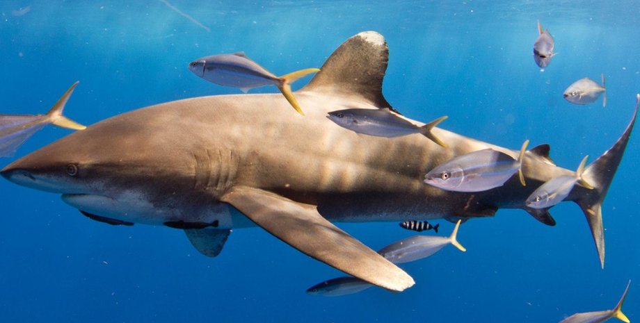 довгокрила акула