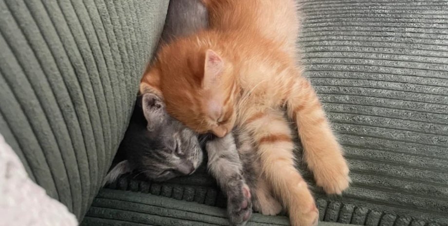 Неразлучных котят приютили вместе: то, что увидела хозяйка дальше, стало вирусным