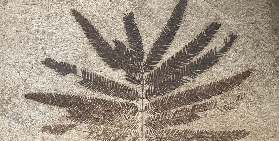 скам'янілість, рослина, динозаври, вимирання динозаврів