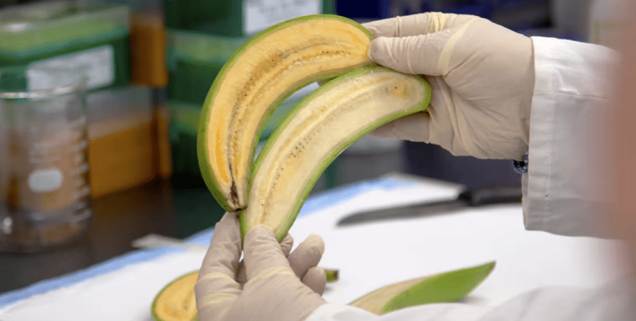 Генетически модифицированные бананы, бананы, фрукт, недоедание, голод, супербанан, витамин А,