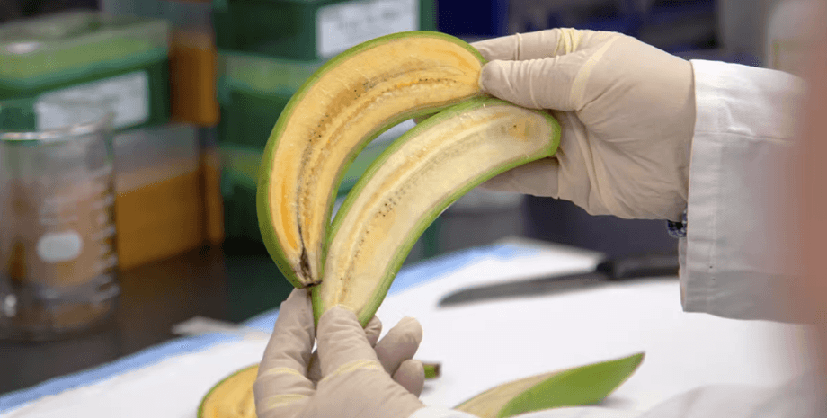 Генетически модифицированные бананы, бананы, фрукт, недоедание, голод, супербанан, витамин А,