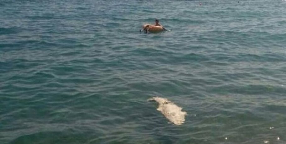 Фото: news.allcrimea.net