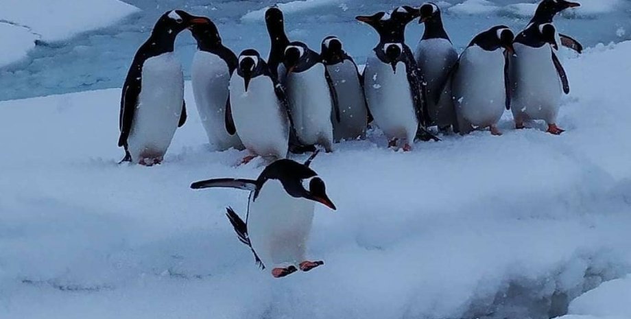 пингвины, арктика, национальный арктический научный центр, танцы на льду