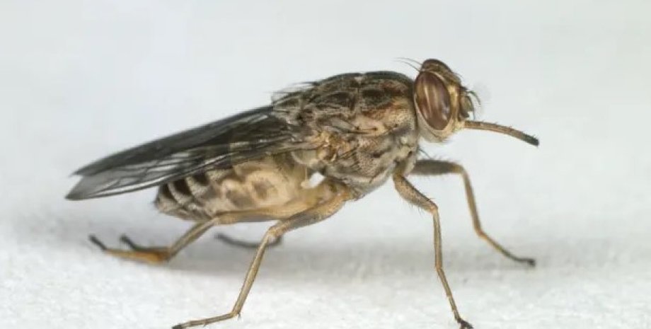 мухи, борьба с мухами