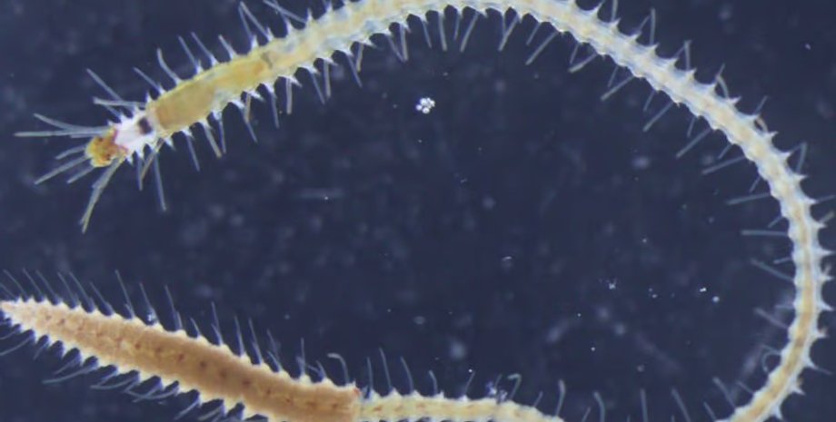 морський черв'як, японський морський черв'як