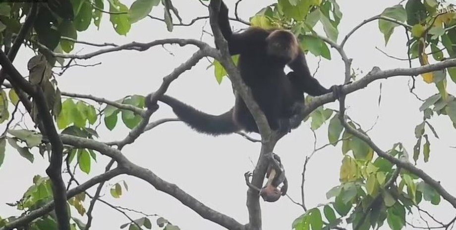 обезьяна-паук, роды обезьяны-паука