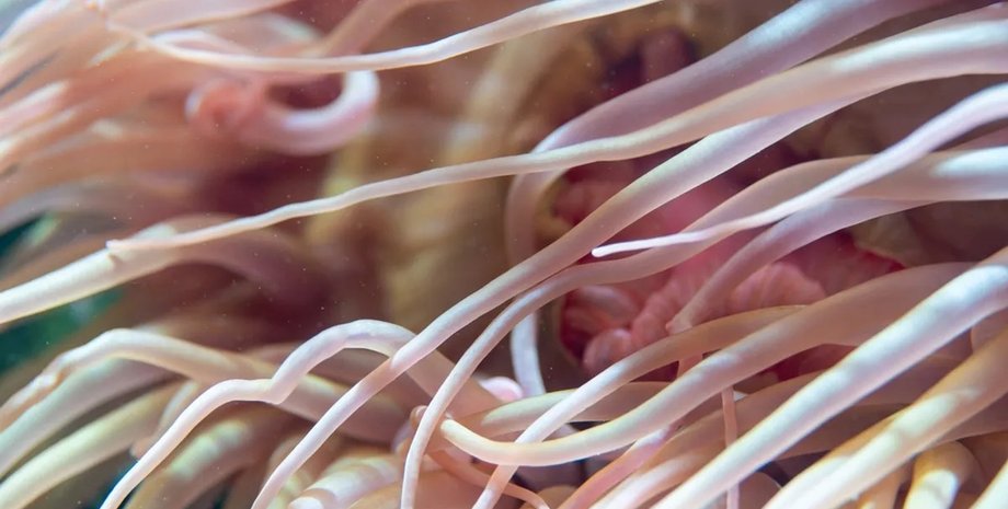 морські анемони морські анемони океан