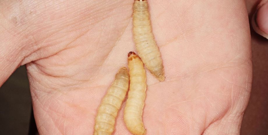 восковые черви, личинки моли