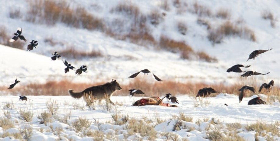 волки, охота волков, волки охота