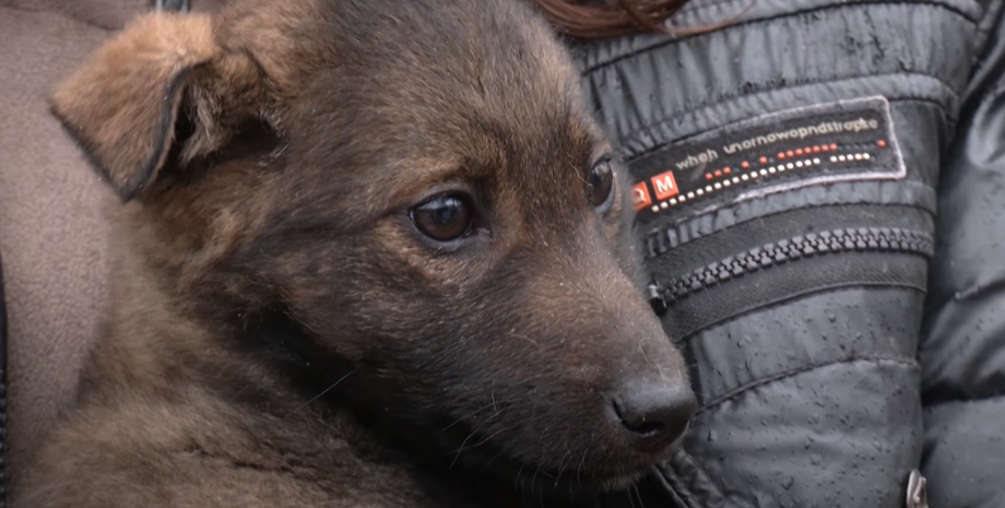 щенок, щенок в авто, приют