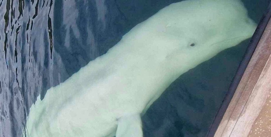 білуха, кит шпигун, російський кит шпигун