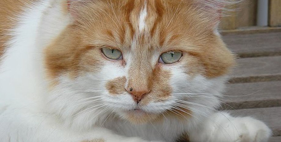 Фото : Michele Heritage