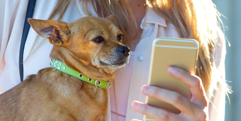 Собака смотрит на смартфон