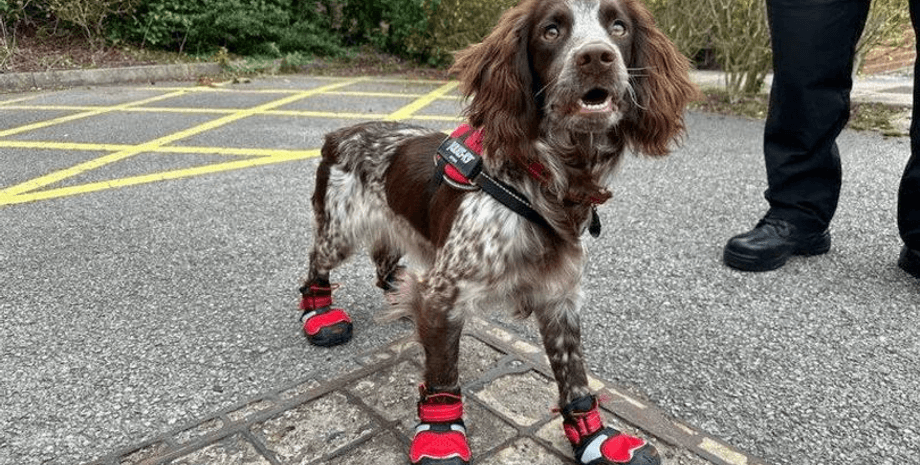 Собака, пожарные, спасатели, дрессировка, кокер-спаниель, Гидди, поиск поджигателей, животное