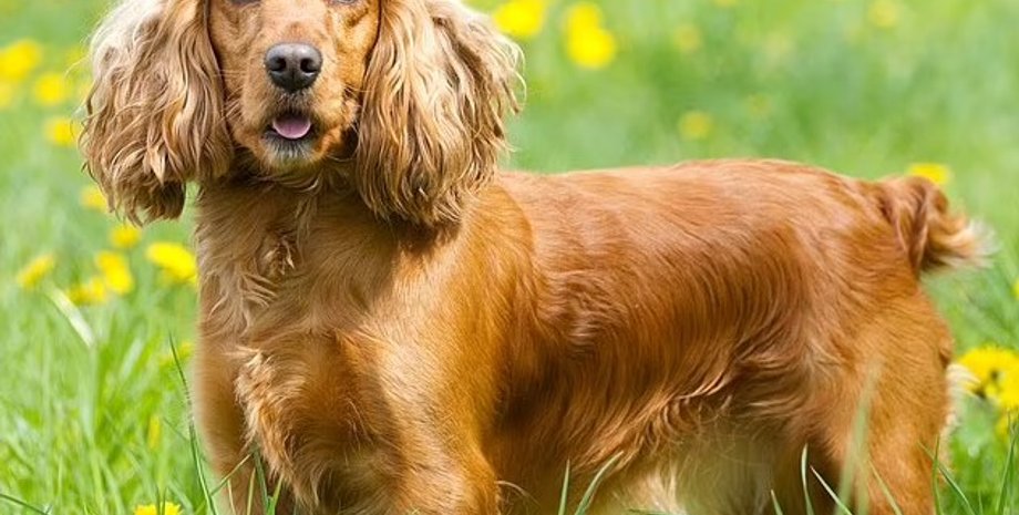 собака, кокер-спаниель