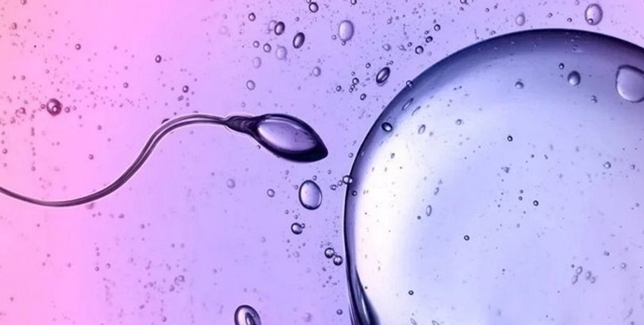 сперматозоид, яйцеклетка, оплодотворение