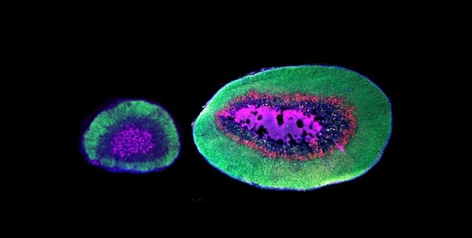 клетка, родительская клетка