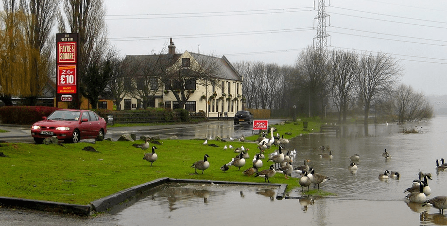 Город, Сток Бардольф, дорога, улица, неприятный запах, птицы,