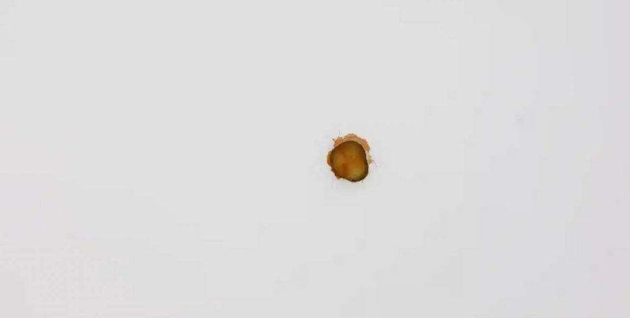 Робота Метью Гріффіна, огірок на стелі