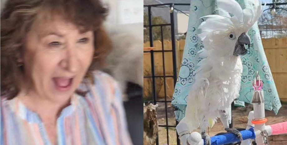 Попугай, слепой какаду, старый попугай, слепой попугай, птица, вернули зрение, TikTok, 10 лет слепоты, впервые увидел, бывшая хозяйка,
