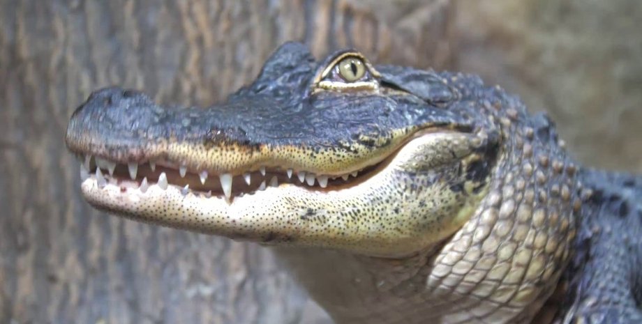 Ялта, крокодиляриум, крокодилы, потоп,