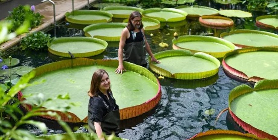 Victoria boliviana, гигантская кувшинка