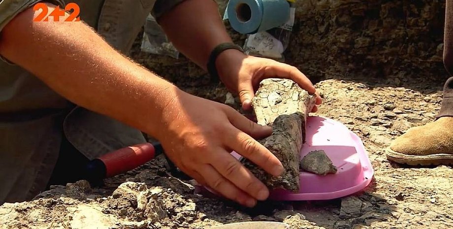 Динозавр, динозавры, динозавры в Украине, Кременчуг, Кременчугский район, Полтавская область, скелет динозавра