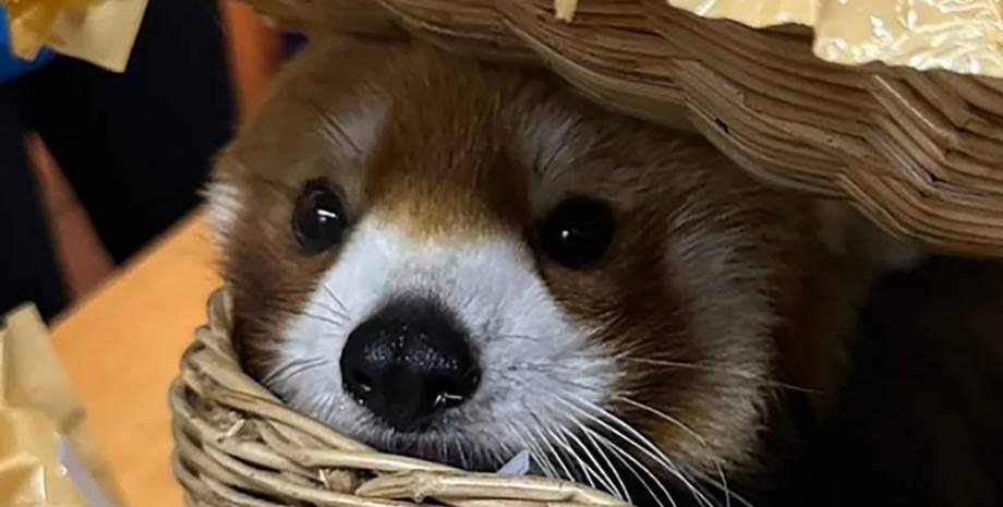 Контрабанда екзотичних звірів, дикі тварини, злочини, багаж, літак, Таїланд, фото, курйози