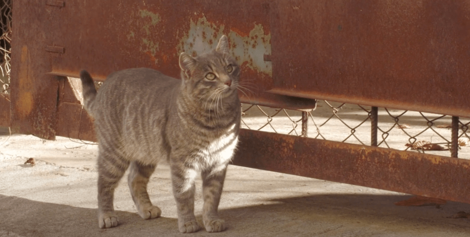 кот, кот Мася, охранник исторического музея в Днепре