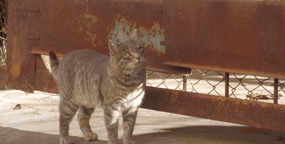 кіт, кіт Мася, охоронець історичного музею в Дніпрі
