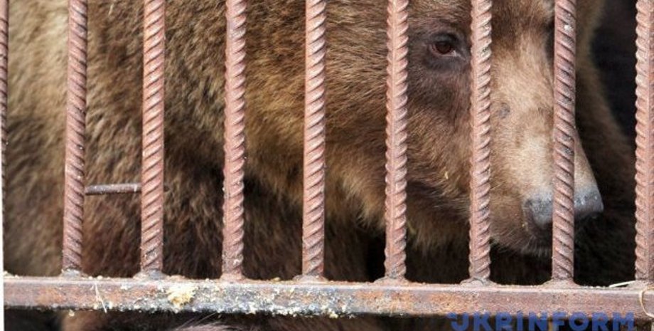 Фото: Укринформ