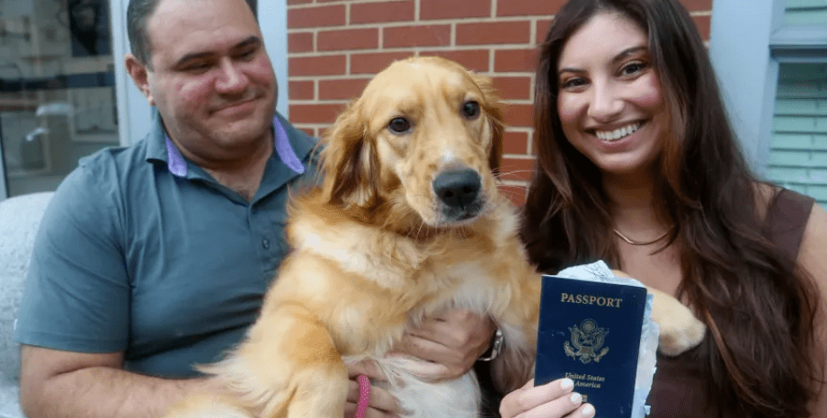 Собака сгрызла паспорт, погрызла паспорт, сгрызла паспорт за неделю до свадьбы, испортила паспорт, собака, животное