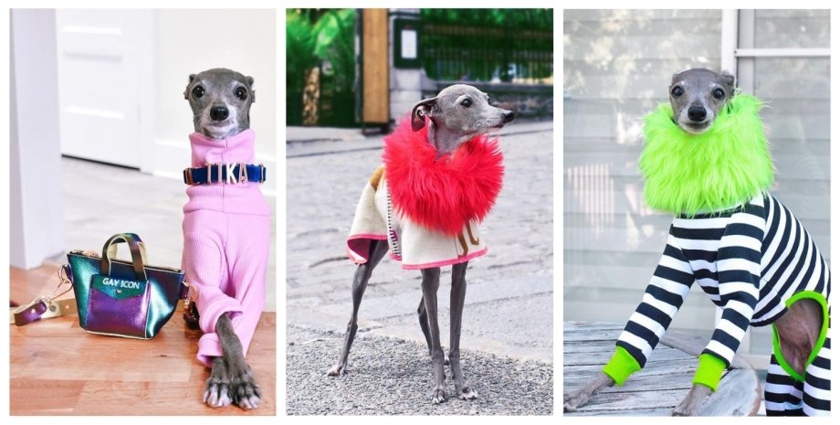Тика, собака, модный блогер