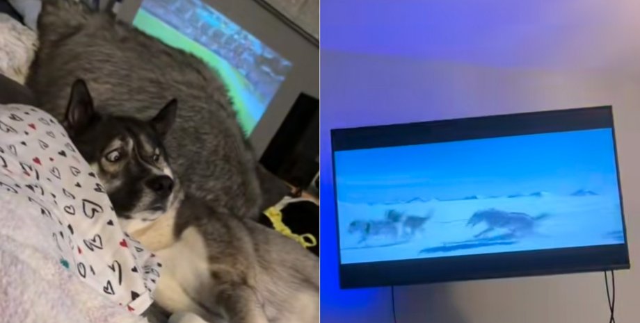 Хаски смотрел телевизор и понял, что другие собаки работают, а он просто отдыхает на диване