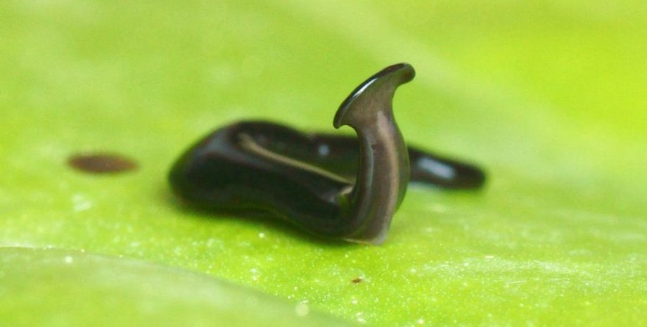 Humbertium covidum, червь-молот, плоские черви