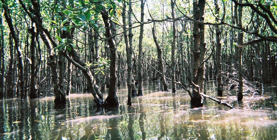 мангровый лес деревья